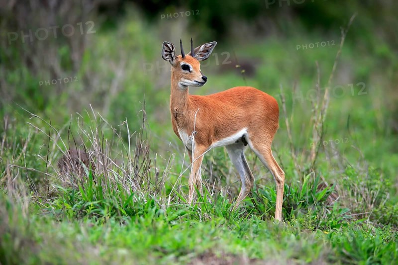 Steenbok (Raphicerus campestris), adult, male, foraging, vigilant, dwarf antelope, Kruger National Park, Kruger National Park, South Africa, Africa