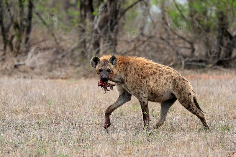 Spotted hyena (Crocuta crocuta), adult, with prey, carrying prey, running, Sabi Sand Game Reserve, Kruger National Park, Kruger National Park, South Africa, Africa