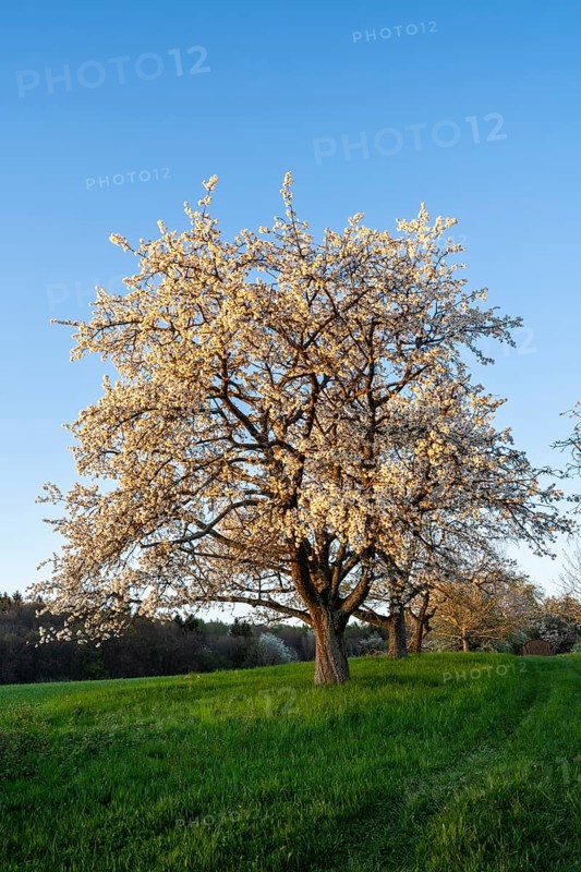 Landscape with white blossoming fruit trees in a meadow in spring, a tree in the foreground. The sky is blue, the sun is still shining on the tree, it is evening. Between Neckargemuend and Wiesenbach, Rhine-Neckar district, Kleiner Odenwald, Baden-Wuerttemberg, Germany, Europe
