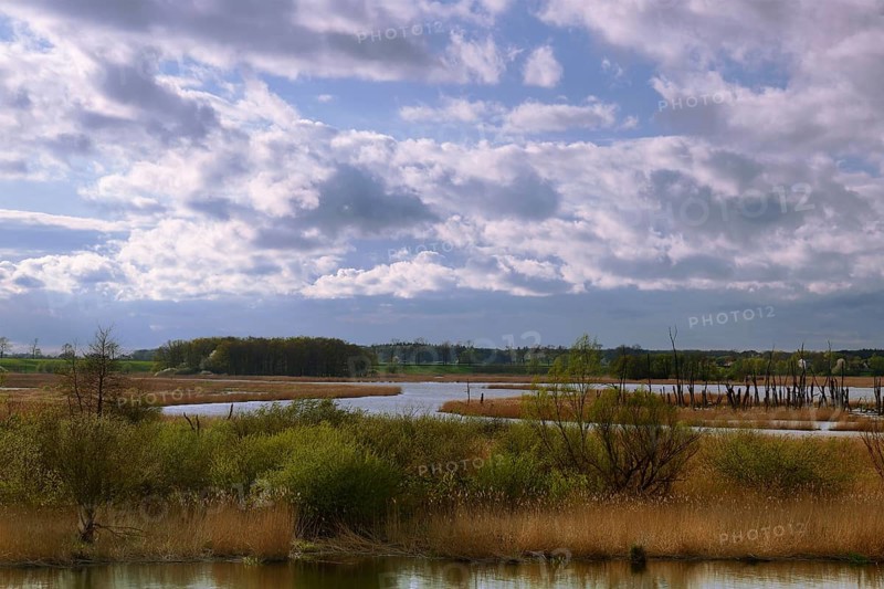 Wetland biotope in the Peene valley, waterlogged meadows, rare habitat for endangered plants and animals, view of the Randow loop of the Peene from the village of Pensin, cut through a meander of the Peene, rewetting of agricultural land, Peene Valley River Landscape nature park Park, Mecklenburg-Western Pomerania, Germany, Europe