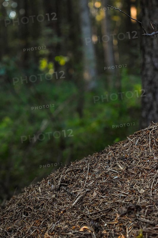 Anthill in the forest, Bavaria, Germany, Europe