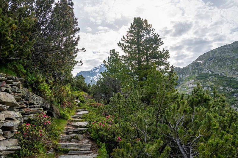 Hiking trail in a picturesque mountain landscape with alpine roses, Berliner Hoehenweg, Zillertal Alps, Tyrol, Austria, Europe
