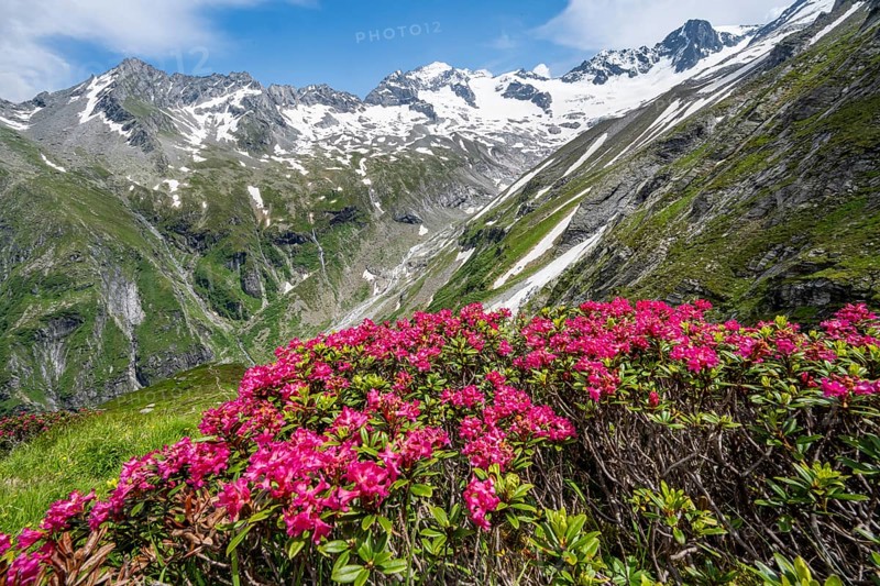 Picturesque mountain landscape with blooming alpine roses, behind mountain peak Grosser Loeffler and Oestliche Floitenspitze with glacier Floitenkees, valley Floitengrund, Berliner Hoehenweg, Zillertal Alps, Tyrol, Austria, Europe