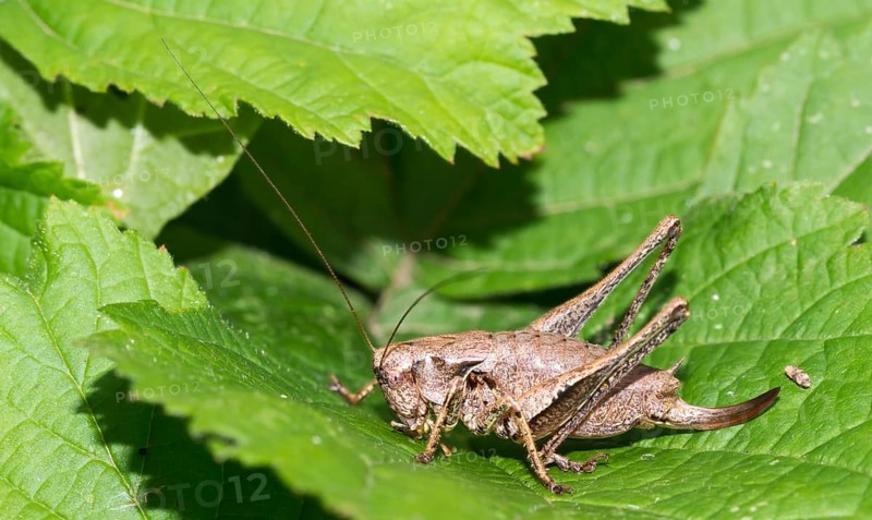 Dark bush-cricket (Pholidoptera griseoaptera) or common bush cricket, female, sitting on bramble leaf (Rubus sect. Rubus), Mecklenburg Lake District, Mecklenburg-Western Pomerania, Germany, Europe