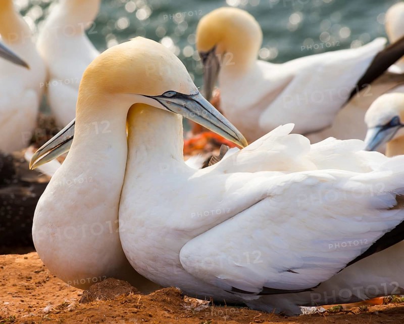 Two gannets (Morus bassanus) (synonym: Sula bassana) with white plumage cuddle together, touch gently, wrap their necks around each other, tenderness, affection, embrace, close-up with other gannets and sea in the background, red rock cliff, gannet colony on the Lummenfelsen, Helgoland Island, North Sea, Schleswig-Holstein, Germany, Europe