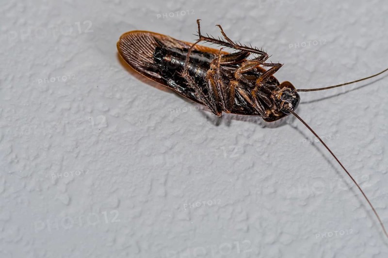 Close up of dead winged cockroach on isolated textured white background