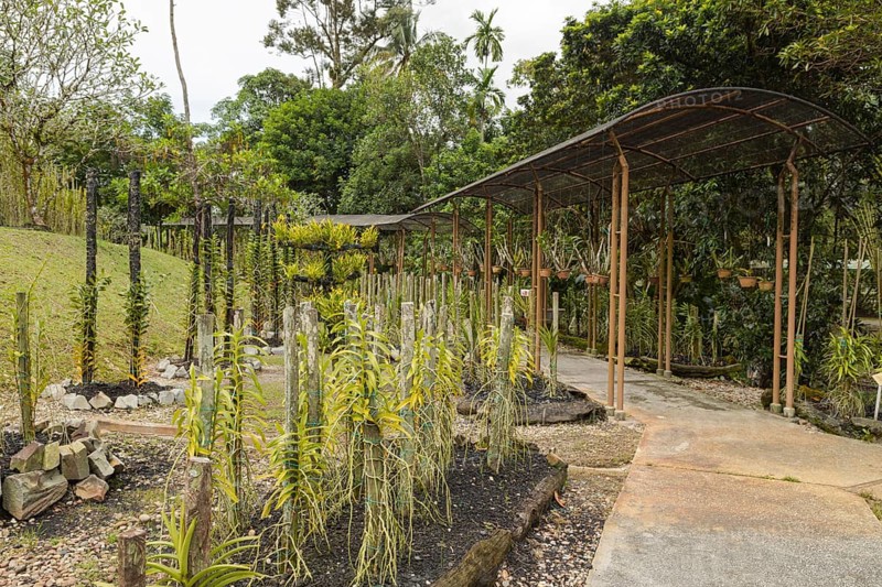 Orchid and bromeliad flower beds in botanical garden, selective focus, copy space, malaysia, Kuching orchid park