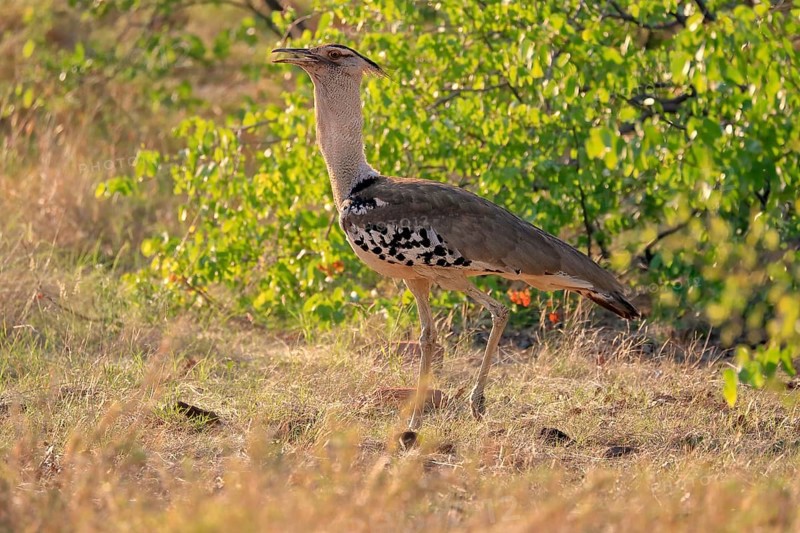 Kori bustard (Ardeotis kori), adult, foraging, vigilant, Kruger National Park, Kruger National Park, South Africa, Africa