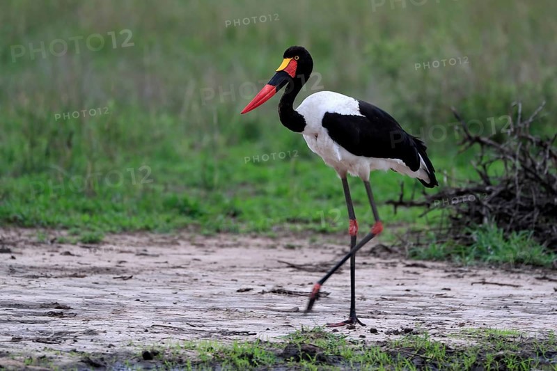 Saddle-billed stork (Ephippiorhynchus senegalensis), adult, foraging, at the water, Kruger National Park, Kruger National Park, South Africa, Africa