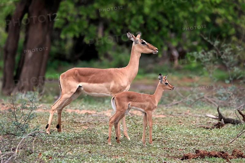 Black Heeler Antelope, (Aepyceros melampus), adult, female, young animal, mother with young animal, Kruger National Park, Kruger National Park, South Africa, Africa