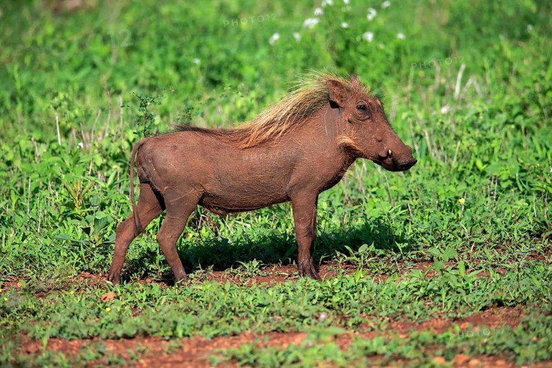 Warthog, (Phacochoerus aethiopicus), adult, running, foraging, alert, Kruger National Park, Kruger National Park, South Africa, Africa