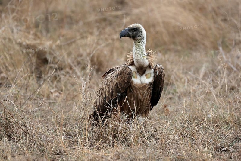 White-backed vulture (Gyps africanus), adult, alert, on ground, Sabi Sand Game Reserve, Kruger National Park, Kruger National Park, South Africa, Africa