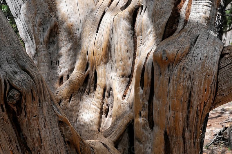 Tree at the crater rim, Grand Canyon, Arizona, USA, North America