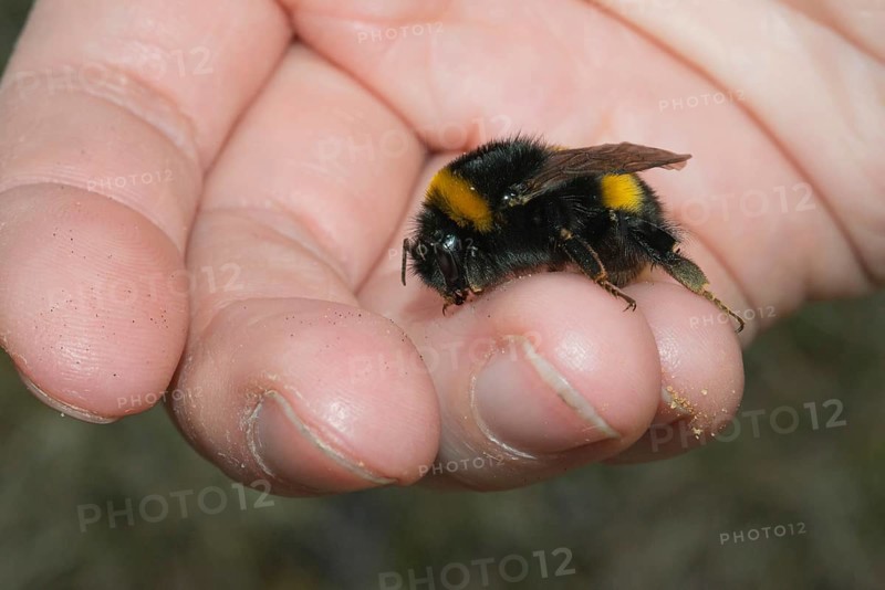 Large earth bumblebee (Bombus terrestris), exhausted animal sitting on a human hand, close-up with visible dirt, macro shot, wild bee, rescue, observation, encounter, Lueneburg Heath, Lower Saxony, Germany, Europe