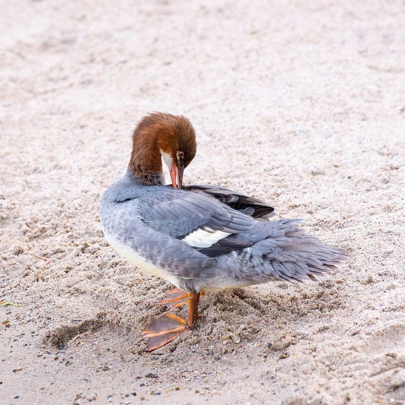 Goosander (Mergus merganser merganser), female, standing in the sand on the shore and preening her feathers, beach, Lake Schwerin, Mecklenburg-Western Pomerania, Germany, Europe