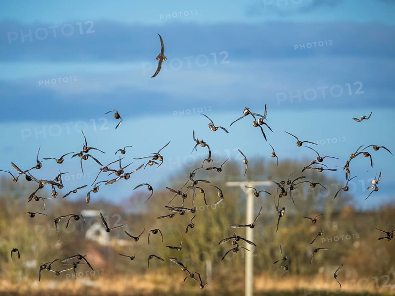 Peregrine Falcon (Falco peregrinus) during an attack on Eurasian Wigeon (Mareca penelope) ducks