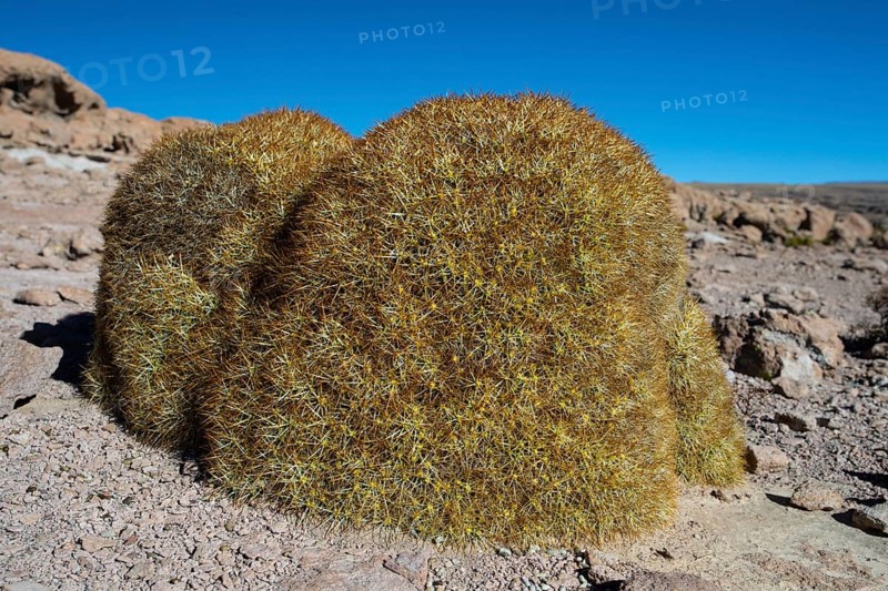 Cumulopuntia boliviana
