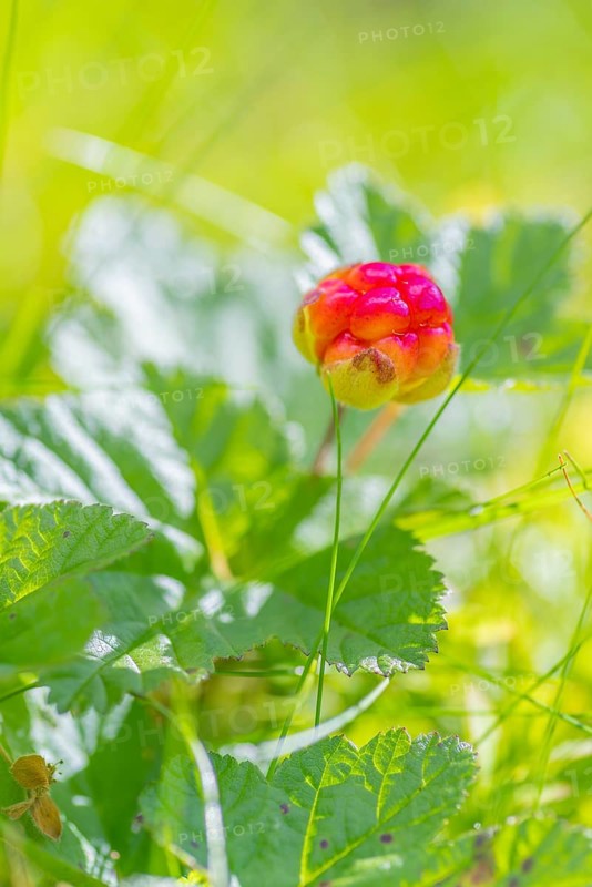 Cloudberry (Rubus chamaemorus), portrait format, nature shot, close-up, summer, blurred background, Aseral, Agder, Norway, Europe