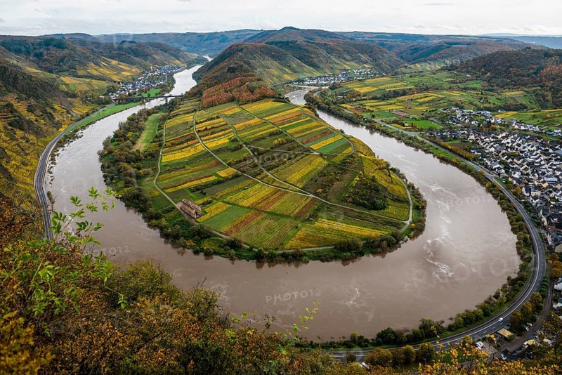Vineyards and Moselle bend in autumn colours, Bremm, Moselle, Rhineland-Palatinate, Germany, Europe