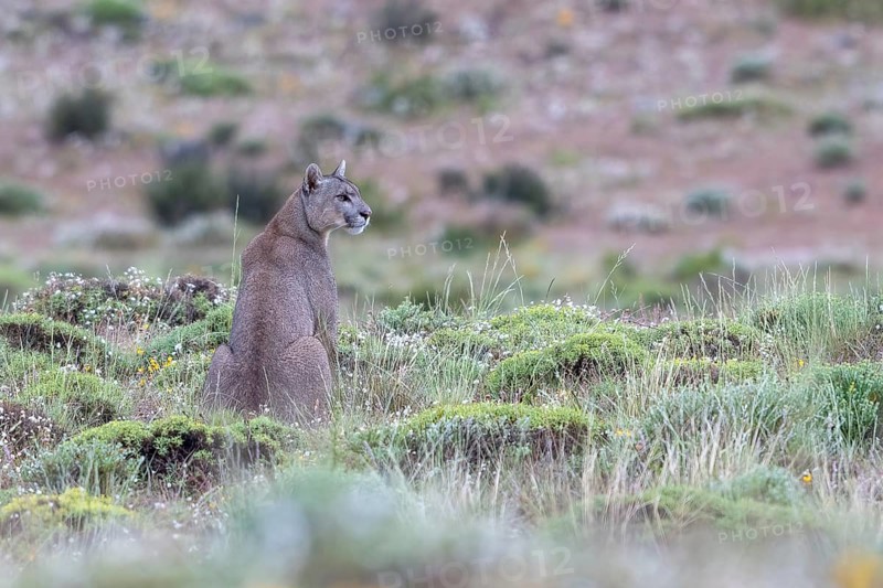 Cougar (Cougar concolor), silver lion, mountain lion, cougar, panther, small cat, Torres del Paine National Park, Patagonia, end of the world, Chile, South America