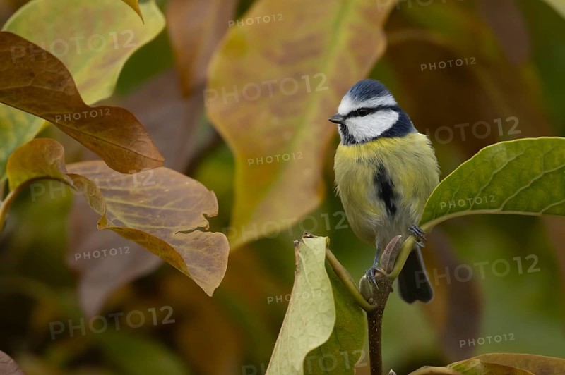 Blue tit (Cyanistes Caeruleus) adult bird amongst autumn leaves of a garden Magnolia tree, Suffolk, England, United Kingdom, Europe