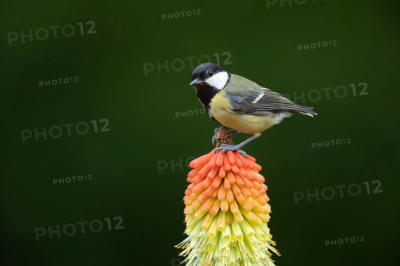 Great tit (Parus major) adult bird perched on a Red hot poker (Kniphofia uvaria) flower spike, Suffolk, England, United Kingdom, Europe