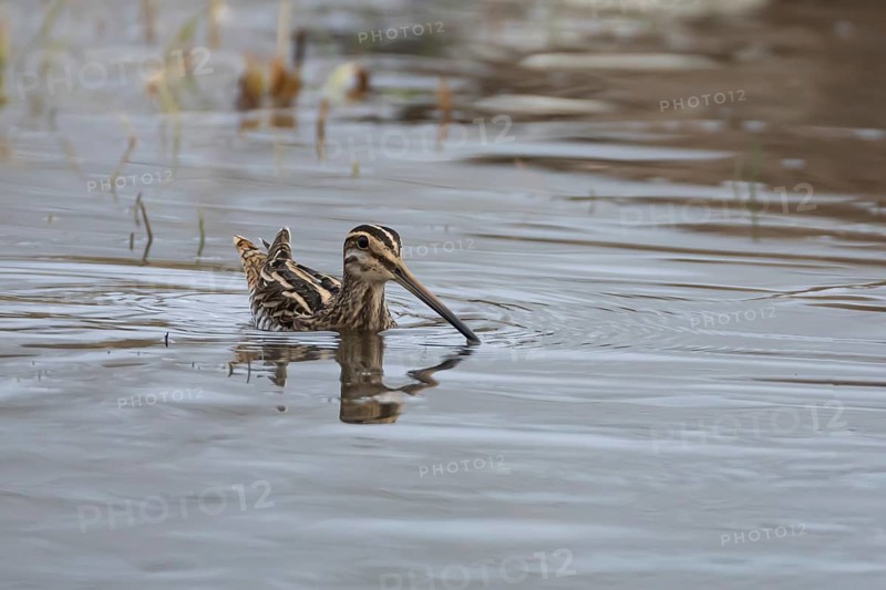 Common snipe (Gallinago gallinago) adult bird swimming across a lake, Suffolk, England, United Kingdom, Europe