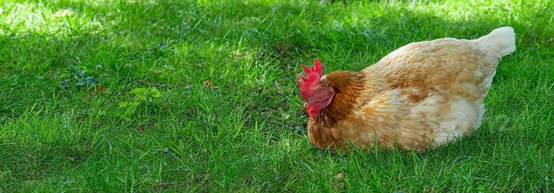 Brown hybrid hen (Gallus gallus domesticus) squatting in a meadow in the green grass and sleeping, happy, species-appropriate free-range husbandry, Eastern Harz, Saxony-Anhalt, Germanya chicken looking for food in the green grass