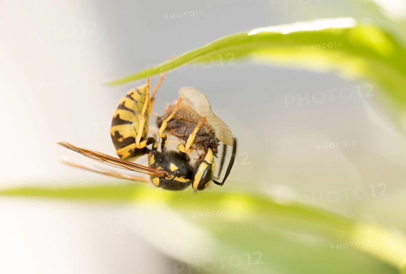 Common wasp (Vespula vulgaris) hanging upside down with prey on a leaf, close-up, macro shot, Eastern Harz, Saxony-Anhalt, Germany, Europe