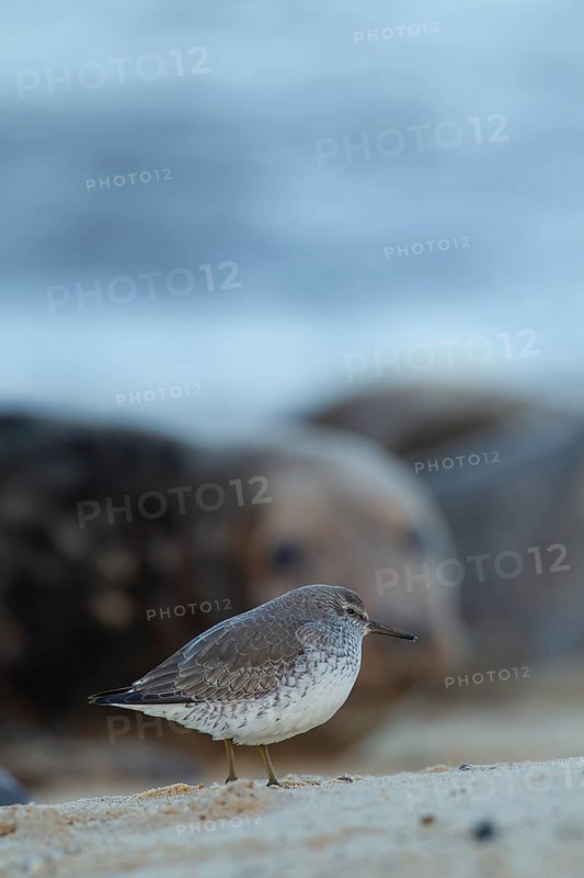 Red knot (Calidris canutus) adult bird with a Grey seal (Halichoerus grypus) adult in the background on a beach, Norfolk, England, United Kingdom, Europe