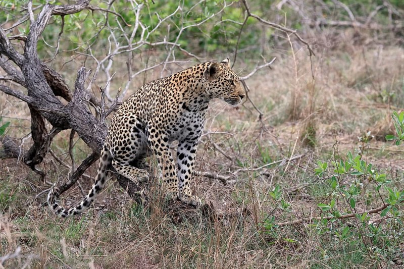 Leopard (Panthera pardus), adult, observed, alert, Sabi Sand Game Reserve, Kruger NP, Kruger National Park, South Africa, Africa