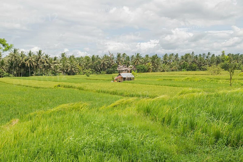 Rice fields in countryside, Ubud, Bali, Indonesia, green grass, large trees, jungle and cloudy sky. Travel, tropical, agriculture, Asia