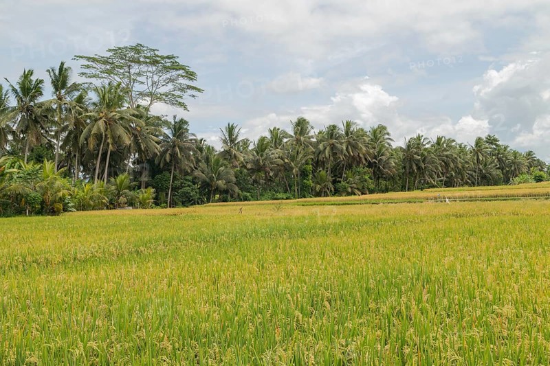 Rice fields in countryside, Ubud, Bali, Indonesia, green grass, large trees, jungle and cloudy sky. Travel, tropical, agriculture, Asia