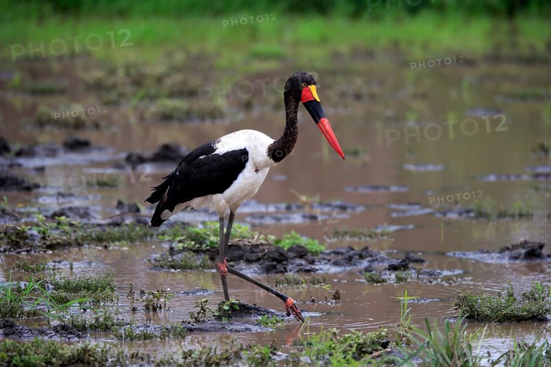 Saddle-billed stork (Ephippiorhynchus senegalensis), adult, foraging, in the water, Kruger National Park, Kruger National Park, South Africa, Africa