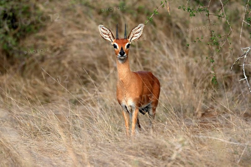 Steenbok (Raphicerus campestris), adult, male, foraging, vigilant, dwarf antelope, Kruger National Park, Kruger National Park, South Africa, Africa