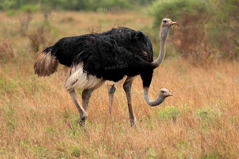 South african ostrich (Struthio camelus australis), adult, male, two males, foraging, feeding, flightless, Kruger National Park, Kruger National Park, South Africa, Africa
