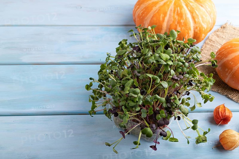 Microgreen sprouts of radish with pumpkin on blue wooden background. Side view, copy space, close up