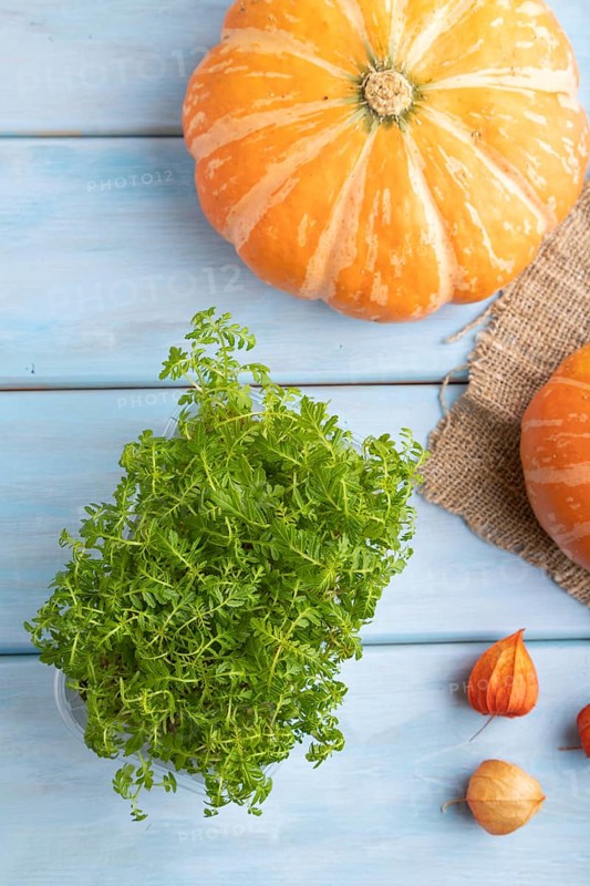 Microgreen sprouts of marigold with pumpkin on blue wooden background. Top view, flat lay, close up
