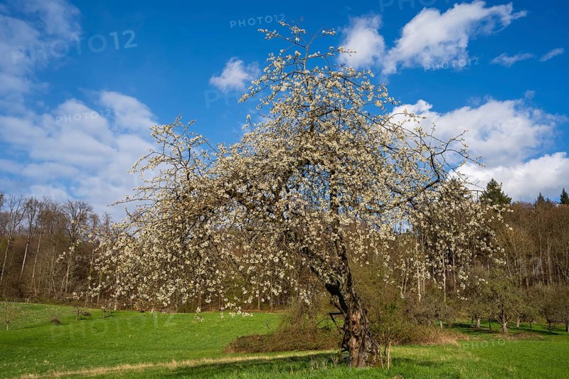 Landscape with a white blossoming fruit tree in a meadow in spring, the sky is blue, the sun is shining. Between Neckargemuend and Wiesenbach, Rhine-Neckar district, Kleiner Odenwald, Baden-Wuerttemberg, Germany, Europe