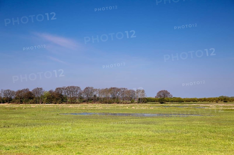 Wetland biotope in the Peene valley, waterlogged meadows, rare habitat for endangered plants and animals, Flusslandschaft Peenetal nature park Park, Mecklenburg-Western Pomerania, Germany, Europe