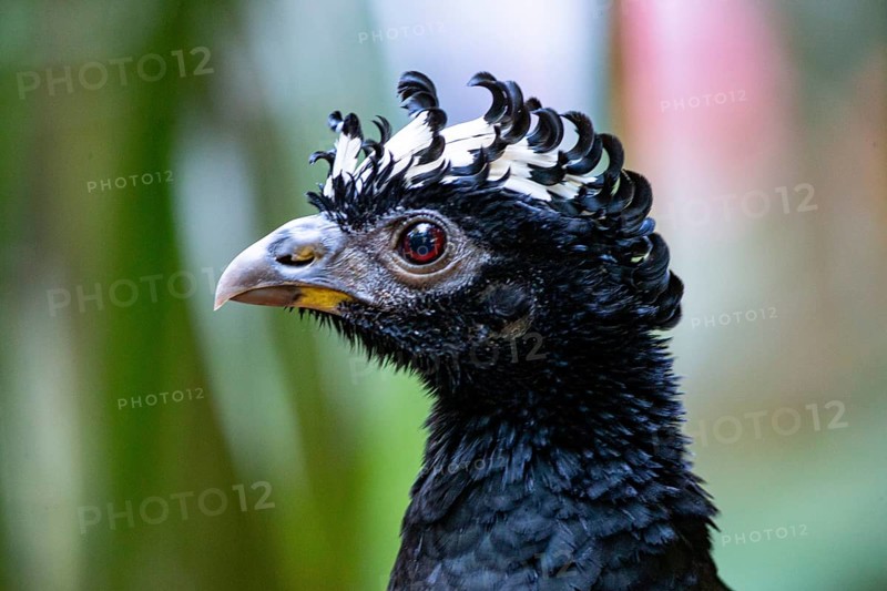 Bare-faced shokko (Crax fasciolata) Pantanal Brazil