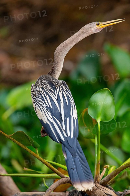 American darter (Anhinga anhinga) Pantanal Brazil