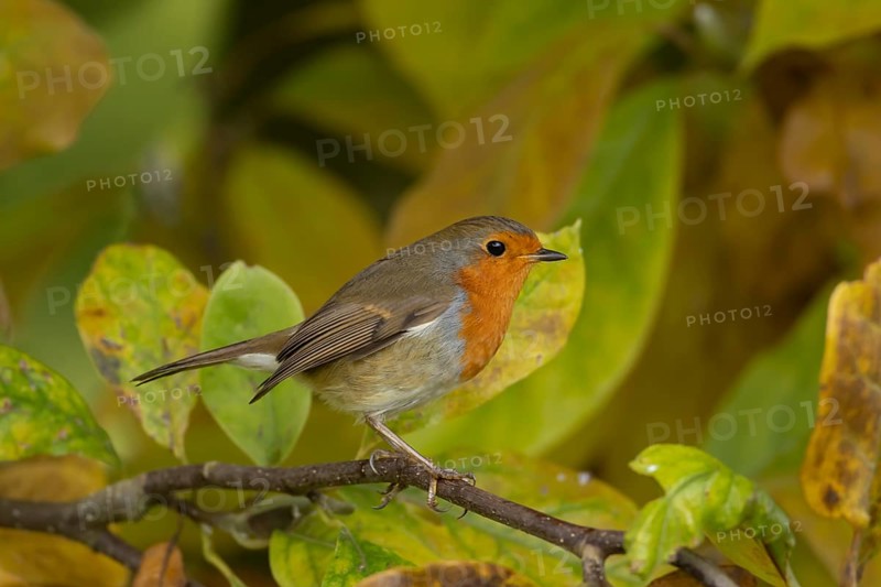 European robin (Erithacus rubecula) adult bird amongst autumn leaves of a garden Magnolia tree, Suffolk, England, United Kingdom, Europe