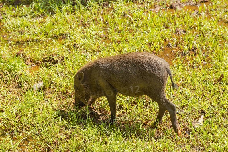 Bearded pig (Sus barbatus barbatus) feeding in Bako national park on grass. Borneo, Malaysia, Asia