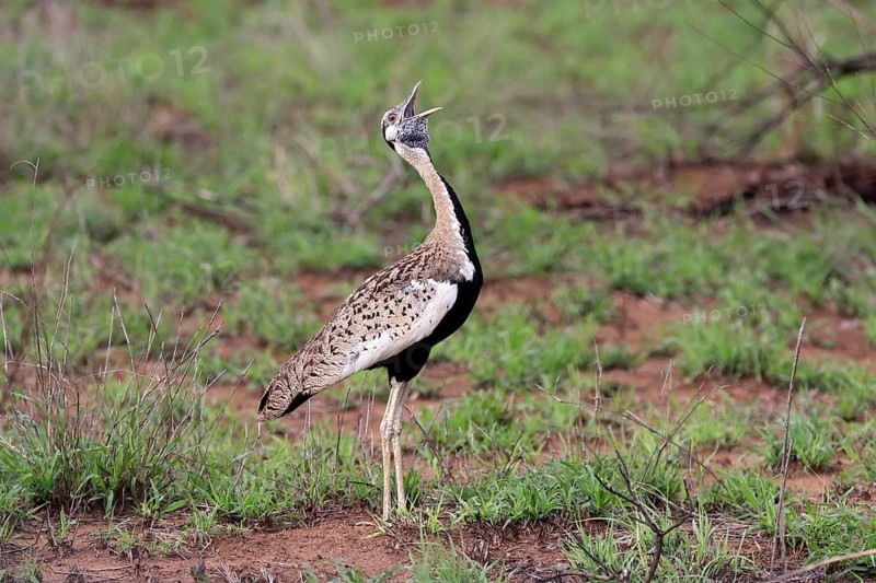 Red-crested Bustard, (Lophotis ruficrista), adult, calling, Kruger National Park, Kruger National Park, South Africa, Africa