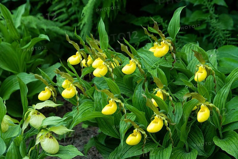 Beautiful orchid flowers of yellow color with green leaves in the garden. Lady's-slipper hybrids. Close up