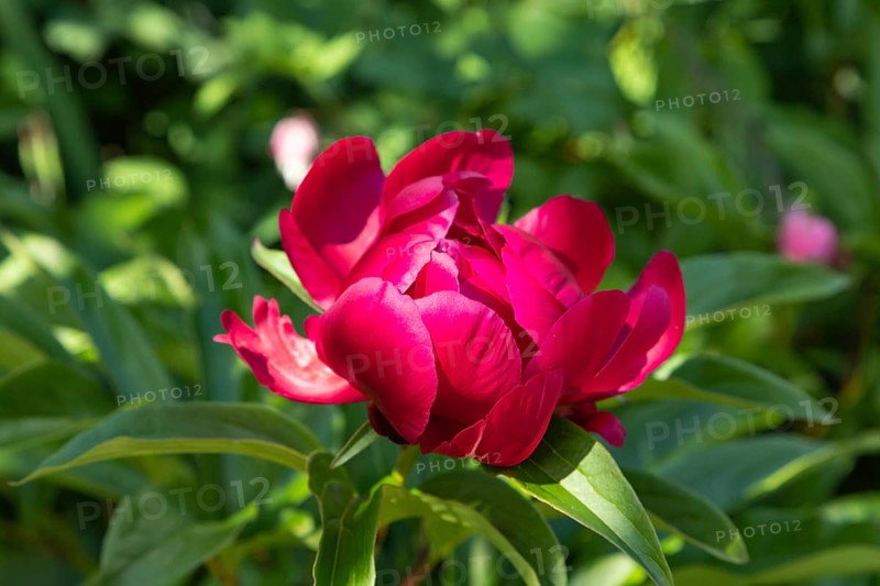 Beautiful peony pink flowers in the garden, selective focus