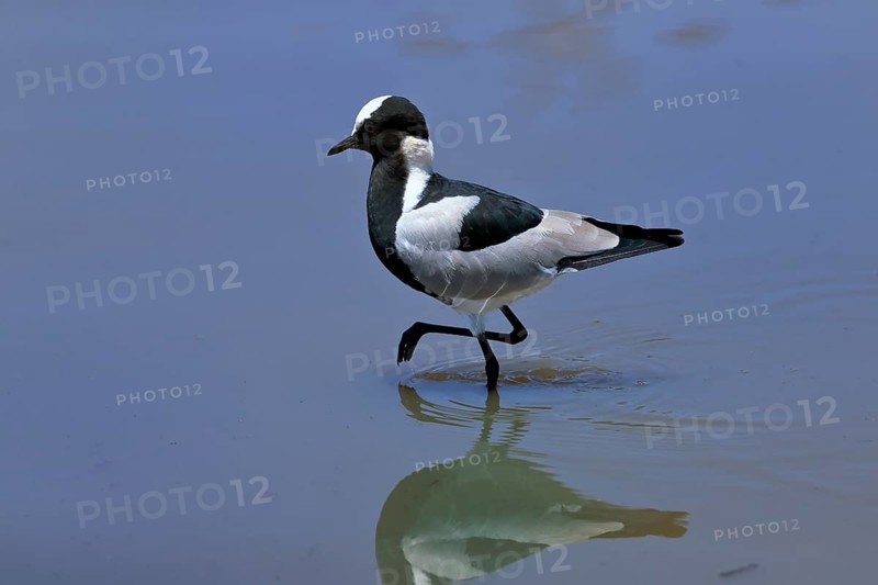 Black-headed Lapwing, (Vanellus armatus), adult, in water, walking, foraging, alert, Kruger National Park, Kruger National Park, South Africa, Africa