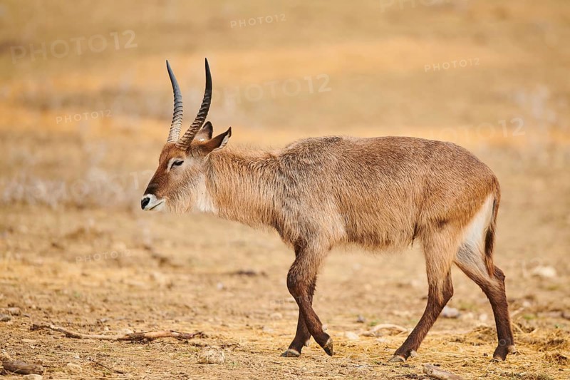 Waterbuck (Kobus defassa) in the dessert, captive, distribution Africa