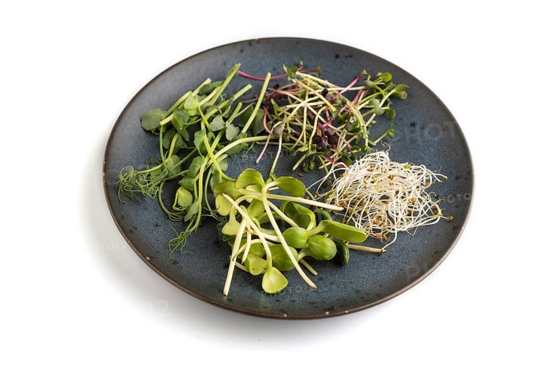 Blue ceramic plate with microgreen sprouts of green pea, sunflower, alfalfa, radish isolated on white background. Side view, close up